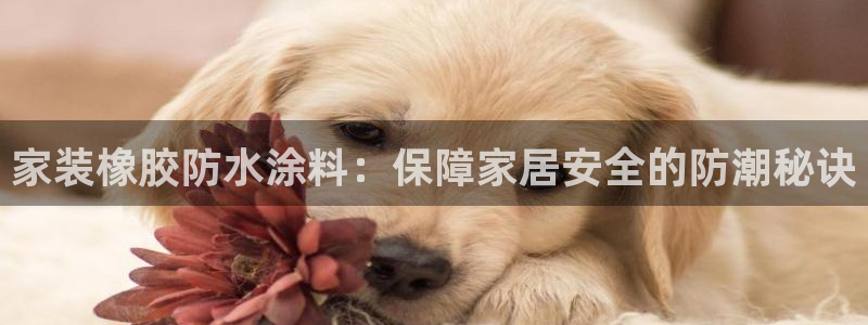 和记 中国官网：家装橡胶防水涂料：保障家居安全的防潮秘诀